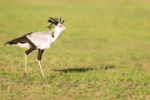 Masai Mara Prints: Secretary bird, Masai Mara, Kenya, East Africa, Africa