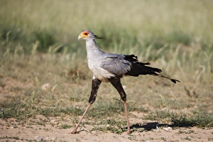 Secretary bird (Sagittarius serpentarius)