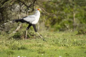Beak Prints: A secretary bird walks gracefully across the lush savannah landscape in Kenya