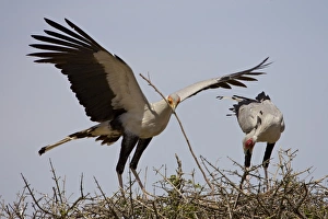 National Reserve Prints: Secretarybird