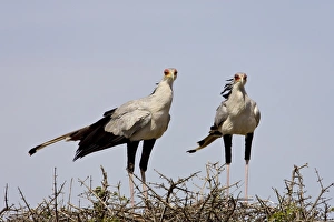 Images Dated 16th October 2006: Secretarybird (Sagittarius serpentarius) pair upon their nest
