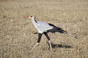 Images Dated 17th October 2006: Secretarybird (Sagittarius serpentarius)