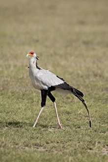 Images Dated 12th October 2006: Secretarybird (Sagittarius serpentarius), Lake Nakuru National Park, Kenya