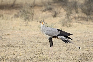 Images Dated 13th November 2006: Secretarybird (Sagittarius serpentarius), Kgalagadi Transfrontier Park