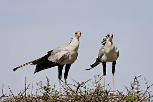 Secretarybird (Sagittarius serpentarius) pair upon their nest