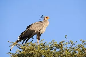 Images Dated 21st November 2009: Secretarybird (Sagittarius serpentarius) at roost, Kgalagadi Transfrontier Park