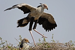 Images Dated 13th October 2007: Two secretarybirds (Sagittarius serpentarius) on a nest, Masai Mara National Reserve