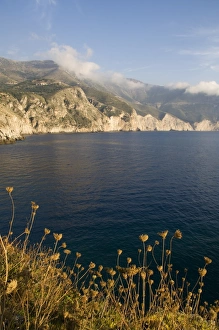 Cephalonia Prints: Seed heads