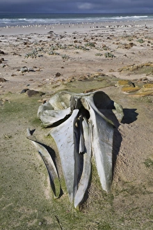 The End Prints: Sei whale (Balaenoptera borealis) skull