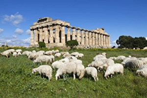 Selinunte Prints: Selinus Greek Temple with flock of sheep, Selinunte, Sicily, Italy, Europe