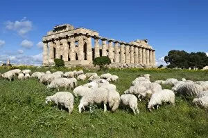 Selinus Greek Temple with flock of sheep, Selinunte, Sicily, Italy, Europe