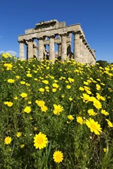 Images Dated 9th March 2008: Selinus Greek Temple in spring, Selinunte, Sicily, Italy, Europe