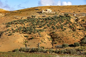 Resources Prints: Semi-arid landscape with olive trees near Tazert, Al Haouz province, Morocco