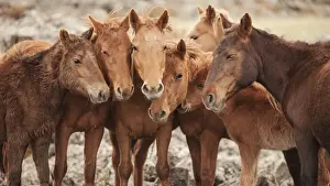 Horses Prints: Semi-wild Mongolian horses keeping close in the Mongolian steppes, Mongolia, Central Asia