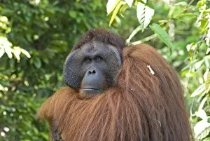 Images Dated 2nd January 2006: Semi-wild Orang Utan (Pongo pygmaeus) at Semengok Orangutan Sanctuary and Rehabilitation Centre