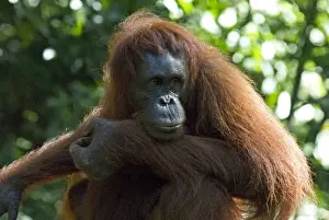 Semi-wild Orang Utan (Pongo pygmaeus) at Semengok Orangutan Sanctuary and Rehabilitation Centre
