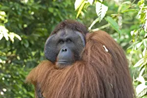 Pongo Pygmaeus Prints: Semi-wild Orang Utan (Pongo pygmaeus) at Semengok Orangutan Sanctuary and Rehabilitation Centre