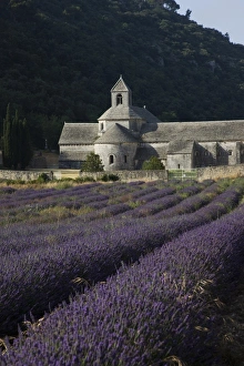 Lavender Prints: Senanque Abbey and lavender field, Vaucluse, Provence, France, Europe