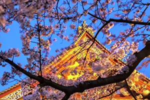 Typically Japanese Gallery: Sensi-ji Temple in Tokyo at night, seen through cherry blossom, Tokyo, Japan, Asia