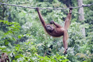 Money Prints: Sepilok Orang Utan Rehabilitation Centre, Borneo, Malaysia, Southeast Asia, Asia
