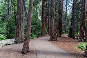 Tree Trunk Prints: Sequoia trees in the Yosemite National Park