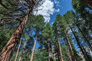 Sequoia trees in the Yosemite National Park, UNESCO World Heritage Site, California, United States of America, North America