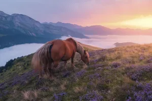 serene horse grazes mountain slope covered purple flowers pyrenees