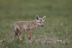 Pups Prints: Serengeti jackal (golden jackal) (Canis aureus bea) pup, Ngorongoro Crater, Tanzania