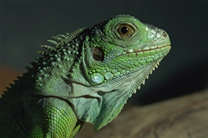 Serpentarium green or common iguana