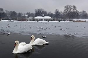 Large Group Of Animals Prints: The Serpentine in winter, Hyde Park, London, England, United Kingdom, Europe