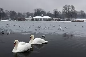 Large Group Of Animals Gallery: The Serpentine in winter, Hyde Park, London, England, United Kingdom, Europe