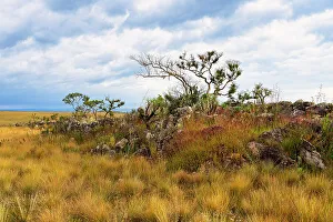 Pastures Prints: Serra da Canastra landscape, Minas Gerais, Brazil, South America