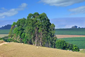 Minas Gerais State Prints: Serra da Canastra landscape, Sao Roque das Minas