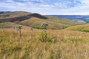 Pastures Prints: Serra da Canastra landscape and vegetation, Minas Gerais, Brazil, South America