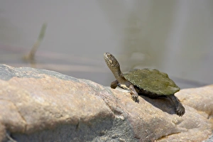 Images Dated 30th October 2006: Serrated Hinged Terrapin (Pelusios sinuatus), Kruger National Park, South Africa, Africa