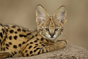 Images Dated 12th October 2007: Serval (Felis serval) cub on termite mound, Masai Mara National Reserve