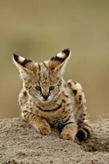 Kenya Gallery: Serval (Felis serval) cub on termite mound showing the back of its ears