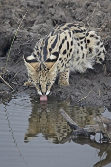 Feline Prints: Serval (Felis serval) drinking, Masai Mara National Reserve, Kenya, East Africa, Africa