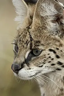 Kenya Prints: Serval (Felis serval), Masai Mara National Reserve, Kenya, East Africa, Africa
