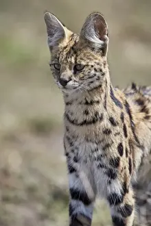 Felis Serval Prints: Serval (Felis serval), Ngorongoro Conservation Area, Tanzania, East Africa, Africa