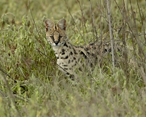 Felis Serval Prints: Serval (Felis serval), Ngorongoro Crater, Tanzania, East Africa, Africa
