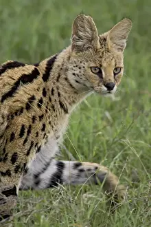 Felis Serval Prints: Serval (Felis serval) walking, Serengeti National Park, Tanzania, East Africa, Africa
