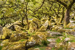 Dartmoor Prints: Sessile oaks and moss in Wistmans Wood, Dartmoor, Devon, England, United Kingdom