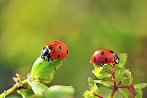 Gardening Prints: Seven-spot ladybirds (Coccinella septempunctata), France, Europe