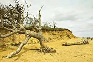 Severe erosion of loose Quaternary glacial sands on this coast that has retreated more than 500m since the1830s, Covehithe, Suffolk, England, United Kingdom, Europe