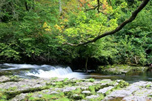 Woodland Prints: Sgwd Clun-Gwyn waterfall, Ystradfellte