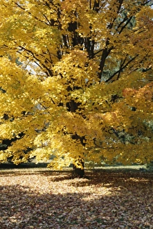 Shades Prints: Shades of yellow
