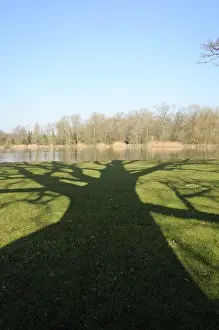 Fagaceae Prints: Shadow cast by large English Oak tree (Quercus robur) on grassy margins of ornamental lake