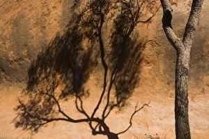 Ayers Rock Prints: Shadow of tree on Uluru (Ayers Rock), Uluru-Kata Tjuta National Park, Northern Territory