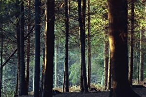 New Forest Prints: Shady forest scene, New Forest, Hampshire, England, United Kingdom, Europe
